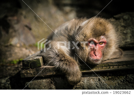 Snow monkey at monkey park in Japan 19023662