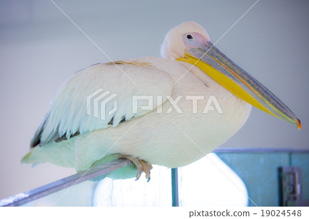 鵜鶘 水族館 大阪 19024548