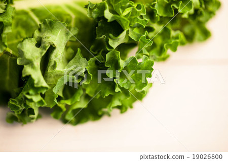 Close up of fresh kale Close up of fresh kale 19026800