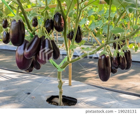 Purple eggplant on its tree Purple eggplant on its tree 19028131