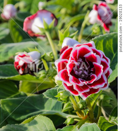 Red Gloxinia flower Red Gloxinia flower 19028133