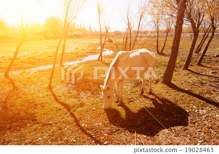 Horse eating grass at Holy Fish Pond 19028463