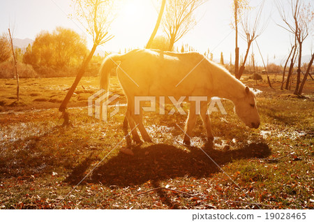 Horse at Holy Fish Pond 19028465