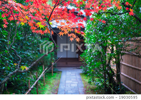 京都Daitokuji高須的秋葉 19030595