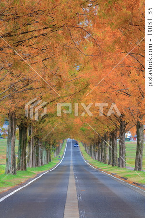 在Makino高原的水杉 19031135