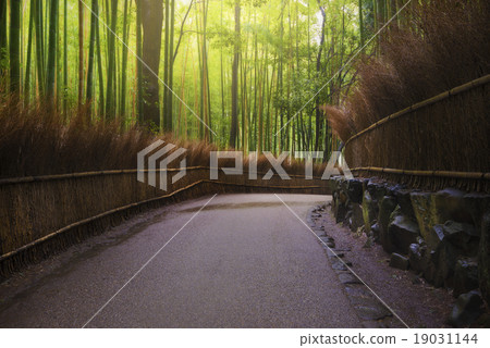 Green bamboo forest with fog Green bamboo forest with fog 19031144