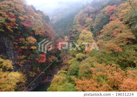 Konjo Gorge colorful leaves Konjo Gorge colorful leaves 19031224