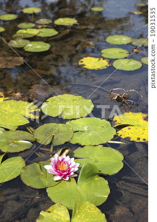 The water lily of the pond of the Higo private residence village The water lily of the pond of the Higo private residence village 19031535