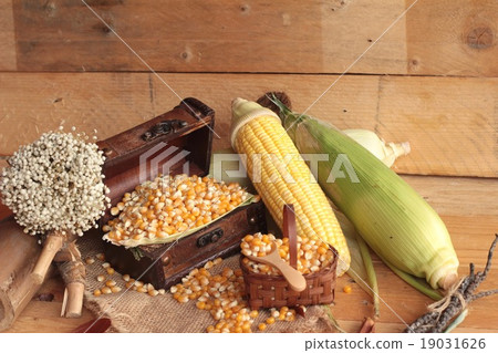 Yellow dry corn grain and corn fresh. Yellow dry corn grain and corn fresh. 19031626