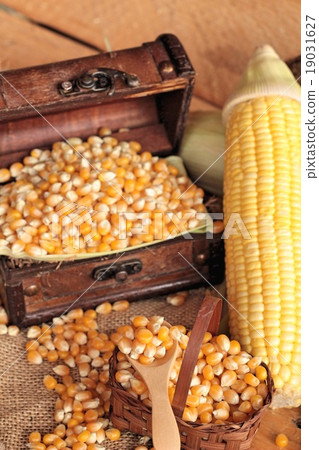 Yellow dry corn grain and corn fresh. Yellow dry corn grain and corn fresh. 19031627