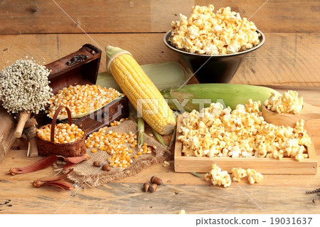 Popcorn and yellow dry corn grain with fresh corn. Popcorn and yellow dry corn grain with fresh corn. 19031637
