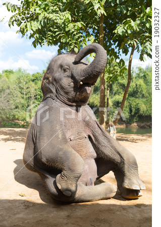 Elefant outdoor 19032327