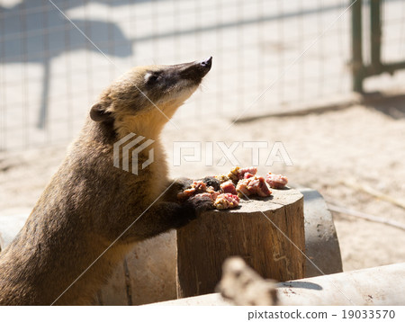 White-nosed Coati 19033570