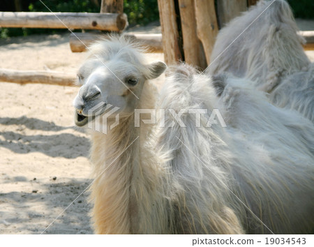 White camel White camel 19034543