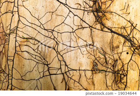 Old wooden texture, brown colors 19034644