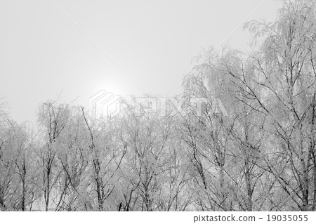 Hoarfrost on the trees 19035055