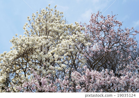 Magnolias and Shidecabushi 19035124