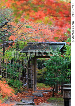 Swan garden 19035799