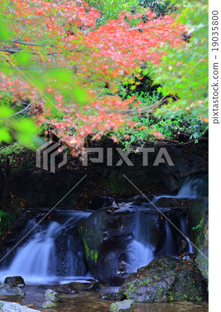 天鵝花園 19035800