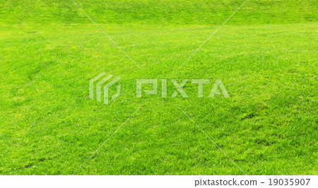 Grass texture 19035907