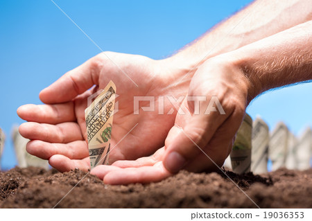 American dollars grow from the ground 19036353