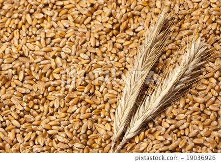 Wheat ears with seeds 19036926