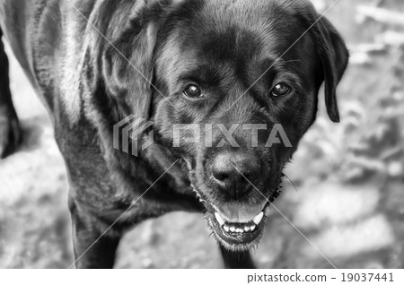 拉布拉多獵犬 拉布拉多獵犬 19037441
