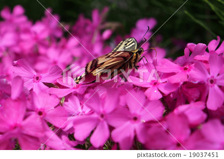 抽花蜜的Swallowtail蝴蝶 抽花蜜的Swallowtail蝴蝶 19037451