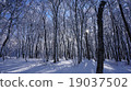 雪景森林 19037502