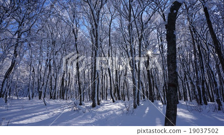 雪景森林 19037502