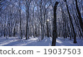 雪景森林 19037503