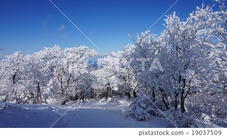 雪景森林 19037509