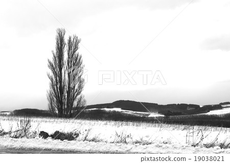 Ken and Mary's tree (December 2015 · Biei) Ken and Mary's tree (December 2015 · Biei) 19038021