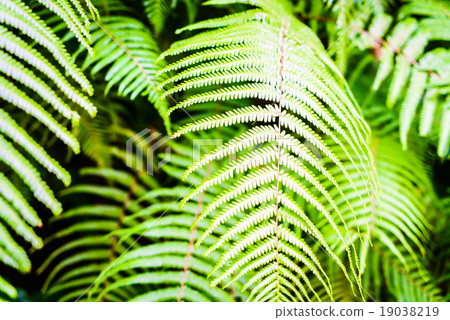 Fern leaf Fern leaf 19038219