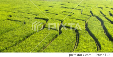 green rice fields green rice fields 19044128