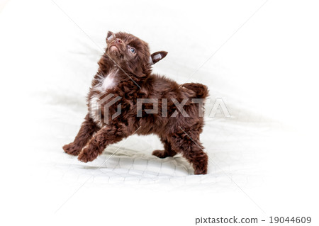 Chinese puppy dogs Chinese puppy dogs 19044609