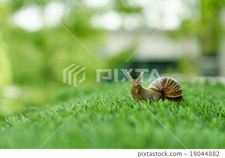 The journey of snail. The journey of snail. 19044882