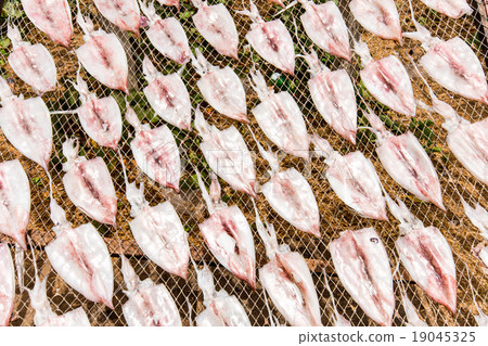 Dried squid at the fishing village Thailand 19045325