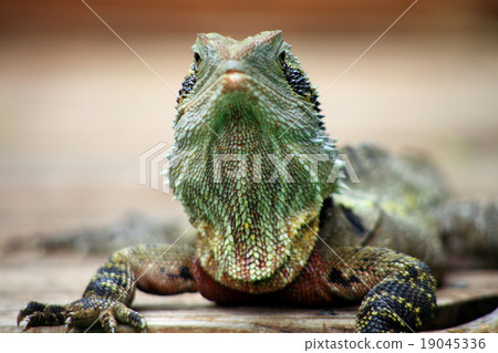 Eastern Water Dragon (Physignathus Lesueurii) 19045336