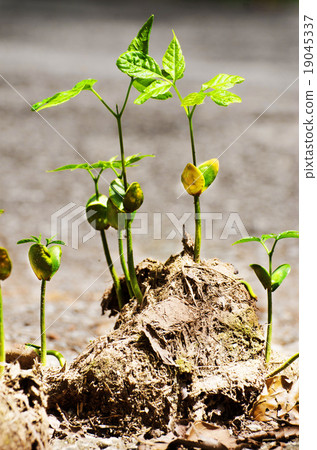 stem grow on elephant dung stem grow on elephant dung 19045337