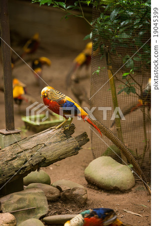 Golden Pheasant 19045399