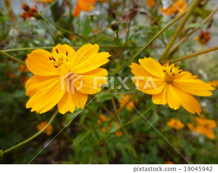  黃波斯菊 19045942