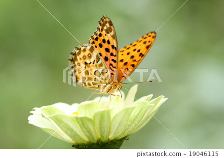 Zuma giuna Zuma giuna 19046115