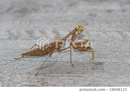 Halabirakamakiri (brown type) 19046123