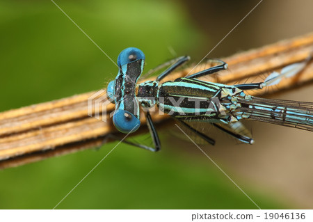 bright Dragonfly on a branch bright Dragonfly on a branch 19046136