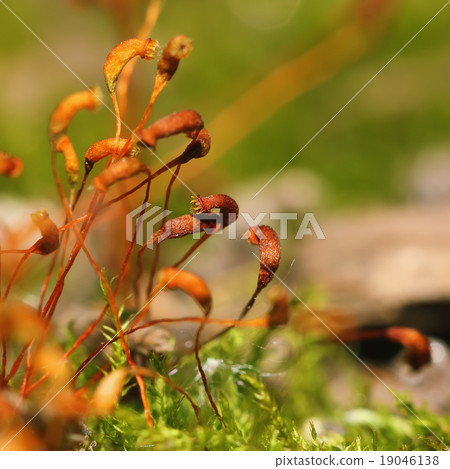 moss spores closeup 19046138