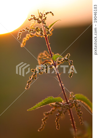 nettle flower at sunset nettle flower at sunset 19046183