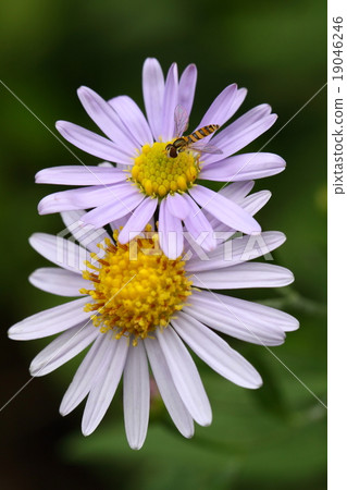 Wild chrysanthemum and hirataavu 19046246