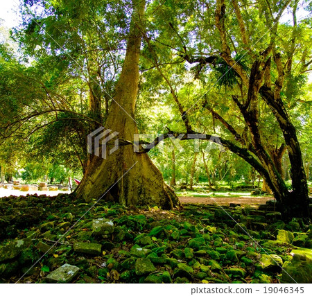 Old banyan tree roots in Angkor temple ruins, Siem Reap, Cambodia. 19046345