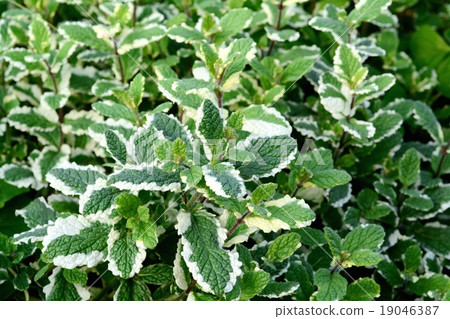 菠蘿薄荷 菠蘿薄荷 19046387